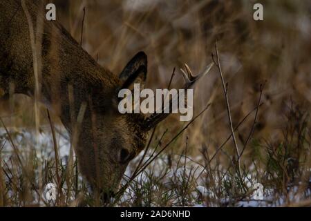 Il Roe Deer buck cercando rovistando sul terreno di una foresta. Foto Stock
