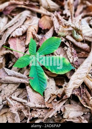 Verde Foglia di acero tra dry caduti sulla terra. Verde giovane Foglia di acero tra vecchi caduti autunno sfondo. Appena scesi foglia verde giacente su Foto Stock