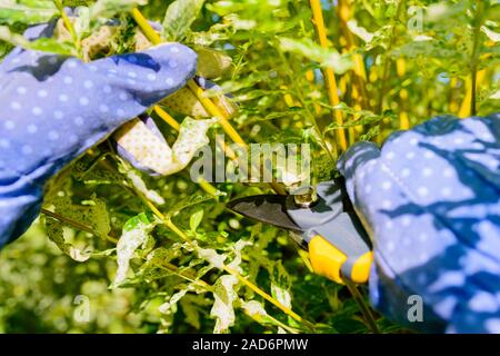 Le mani con guanti di giardiniere facendo un lavoro di manutenzione, la potatura l'albero di salice Foto Stock