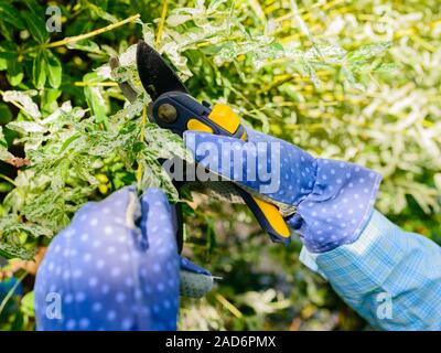 Le mani con guanti di giardiniere facendo un lavoro di manutenzione, la potatura l'albero di salice Foto Stock