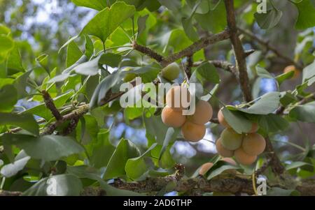 Frutti del Ginkgo tree (Ginkgo biloba) Foto Stock