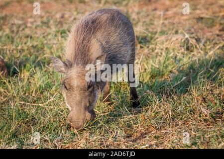 Warthog mangiare erba di Pilanesberg. Foto Stock