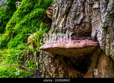 Primo piano di una bistecca di manzo funghi che crescono su un albero comune e funghi commestibili, funghi della specie provenienti da Europa e Gran Bretagna Foto Stock