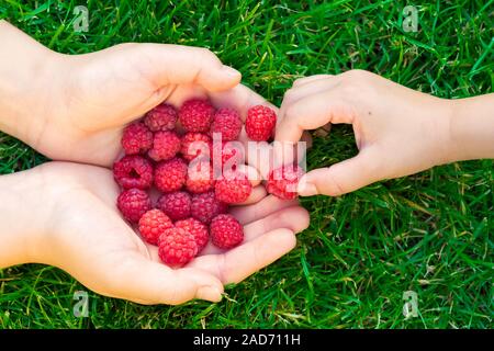 Bambino prendendo i lamponi con la madre le mani Foto Stock