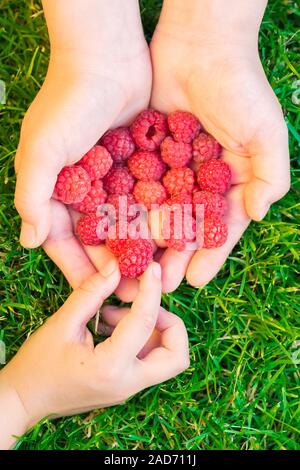 Bambino prendendo i lamponi con la madre le mani Foto Stock