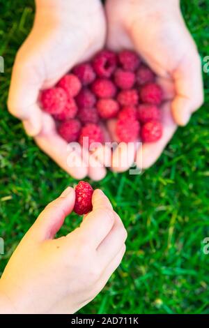 Bambino prendendo i lamponi con la madre le mani Foto Stock