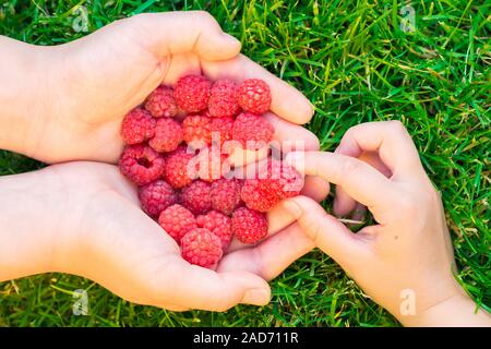 Bambino prendendo i lamponi con la madre le mani Foto Stock