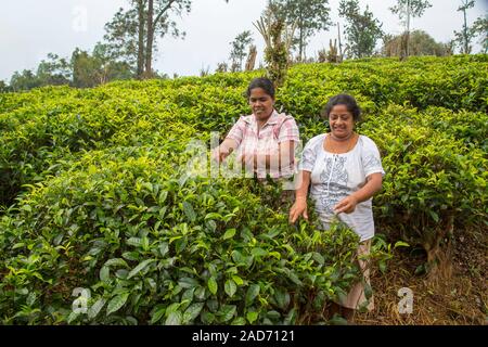 Raccoglitori di tè in 'Collina tè Paese", Sri Lanka. Foto Stock