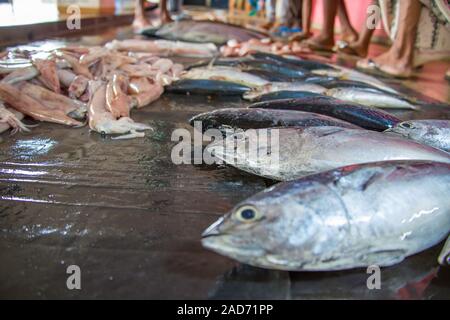 Pesce e calamari in vendita in un mercato all'aperto, provincia centrale, Sri Lanka. Foto Stock