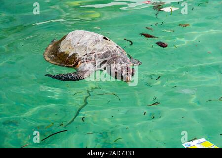Un galleggiante, morto, tartaruga embricata, Eretmochelys imbricata, con una plastica sei-pack corona intorno al suo collo tra gli altri rifiuti, Sipidan Isola, Malays Foto Stock