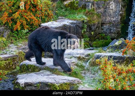 Orso andino camminando di fronte alcune rocce Foto Stock