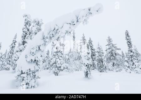 Paesaggio invernale, Muddus National Park, Lapponia, Svezia Foto Stock