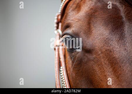 Gli occhi di cavallo stretta fino Foto Stock