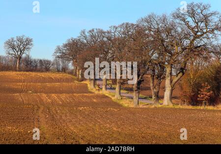 Il viale conduce attraverso il bellissimo paesaggio di East Holstein / Germania del nord. Foto Stock