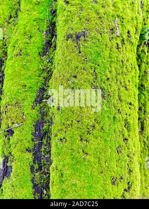 Moss sul moncone nella foresta Foto Stock
