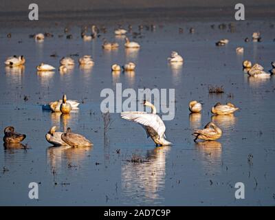 Cigni in Staten Island preservare, California Foto Stock