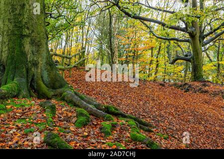 Caduta foglie in autunno Copra il pavimento nel bosco di abeti di Daresbury, Warrington, Cheshire Foto Stock