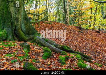 Caduta foglie in autunno Copra il pavimento nel bosco di abeti di Daresbury, Warrington, Cheshire Foto Stock