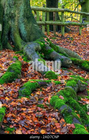 Caduta foglie in autunno Copra il pavimento nel bosco di abeti di Daresbury, Warrington, Cheshire Foto Stock