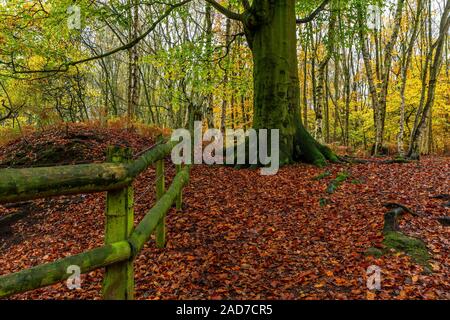 Caduta foglie in autunno Copra il pavimento nel bosco di abeti di Daresbury, Warrington, Cheshire Foto Stock