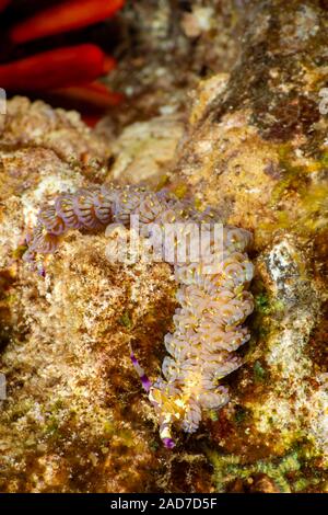 Il blue dragon nudibranch, Pteraeolidia ianthina, ha sviluppato un metodo di cattura e la coltivazione di piante microscopiche (zooxanthellae) nel suo corpo. Il p Foto Stock