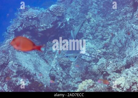 Questo grey reef shark Carcharhinus amblyrhynchos, dispone di due specie endemiche Hawaiian wrasse, Labroides phthirophagus, nella sua bocca. La shark non sto Foto Stock