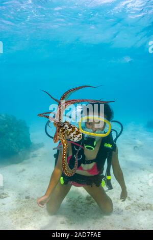 Cauta e al tempo stesso curioso, un subacqueo (MR) ottiene una buona occhiata a un giorno di polpo, Octopus cyanea, Rarotonga Isole Cook. Foto Stock