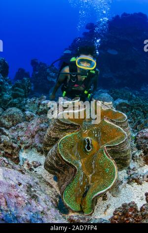 Diver (MR) e un gigante tridacna clam Tridacna gigas, nel Pacifico del sud dell'isola di Rarotonga nelle Isole Cook. Foto Stock