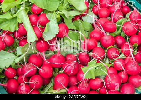 Pila di ravanello rosso per la vendita su un mercato Foto Stock