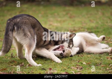 ALASKAN MALEMUTE cuccioli di 6 mesi Canis lupus familiaris che stabilisce un 'ordine di picchiata' attraverso la lotta di gioco. Rivalità di pari livello. Animali da compagnia. Foto Stock