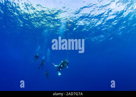 Divers (MR) nella foto appese a 15 piedi per una sosta di decompressione prima di rifinitura, Hawaii. Il subacqueo in derivazione ha rilasciato un galleggiante di sicurezza per mark t Foto Stock