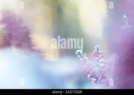 Inverno sfondo con smerigliati heather fiori, neve e cristalli di ghiaccio scintillante nella luce solare Foto Stock