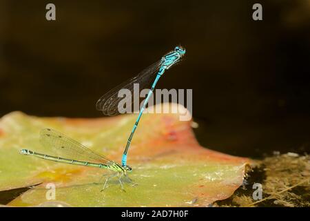 Libellula a ferro di cavallo Foto Stock