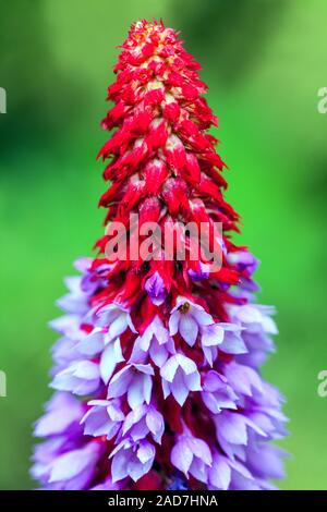 Primula vialii flower spike Orchid Primrose Foto Stock
