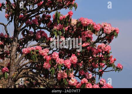 La molla in scena la Langtang National Park, Nepal. Rosa rododendro. Foto Stock