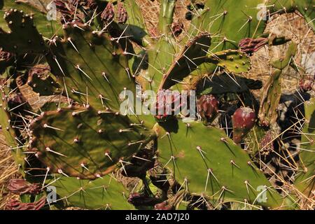 Dettaglio di un molto spinosa cactus cresce nel Langtang National Park, Nepal. Foto Stock