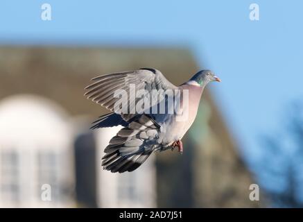 Woodpigeon (Columba palumbus) battenti nei pressi di case in inverno nel Regno Unito. Colombaccio urban. Foto Stock