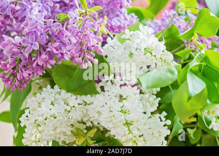 Bouquet lilla con viola e bianco fiori in vaso. Foto Stock