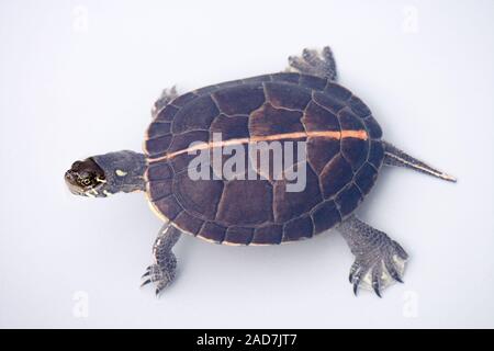 TARTARUGA DIPINTA A SUD Chryslemys pitta dorsalis che mostra tipica carapace dorsale giallo/arancione striscia. Nativo degli Stati Uniti meridionali. Foto Stock