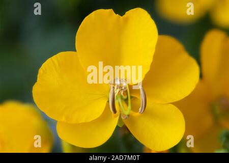 Cassia Corymbosa o Senna, vista da vicino Foto Stock