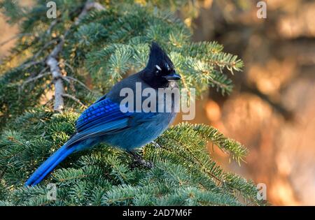 Un Stellers Blue Jay 'Cyanocitta stelleri', appollaiato su un ramo di un albero di abete rosso nelle zone rurali di Alberta in Canada. Foto Stock