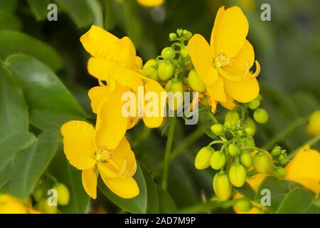 Cassia Corymbosa o Senna, vista da vicino Foto Stock