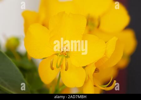 Cassia Corymbosa o Senna, vista da vicino Foto Stock