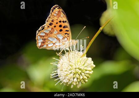 Piccola madre-perla butterfly Foto Stock