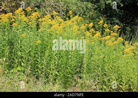 Kanadische Goldrute, Canada verga d'oro, Solidago canadensis Foto Stock