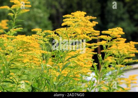 Kanadische Goldrute, Canada verga d'oro, Solidago canadensis Foto Stock