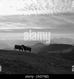 Mattina idilliaca scena sulla sommità del Monte Rigi, Svizzera. Sagome di cordiale vacche. Foto Stock