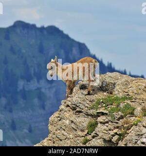 Scalatore Master Alpine Ibex. A pochi mesi di età e già salendo in più ripide scogliere. Montare Foto Stock