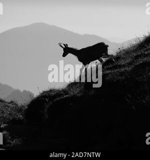 Silhouette di un chamoise sul crinale del monte Niederhorn, Svizzera. La mattina presto. Foto Stock