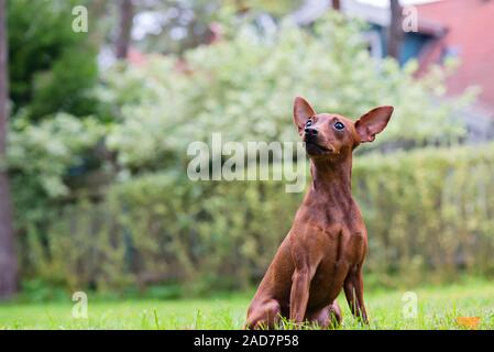 Outdoor ritratto di un rosso pinscher miniatura dog sitter su prato Foto Stock